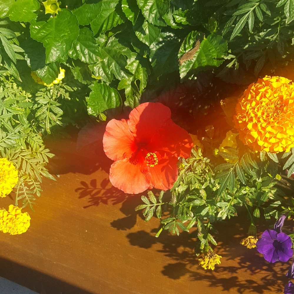 Meet your Posher, Eleora